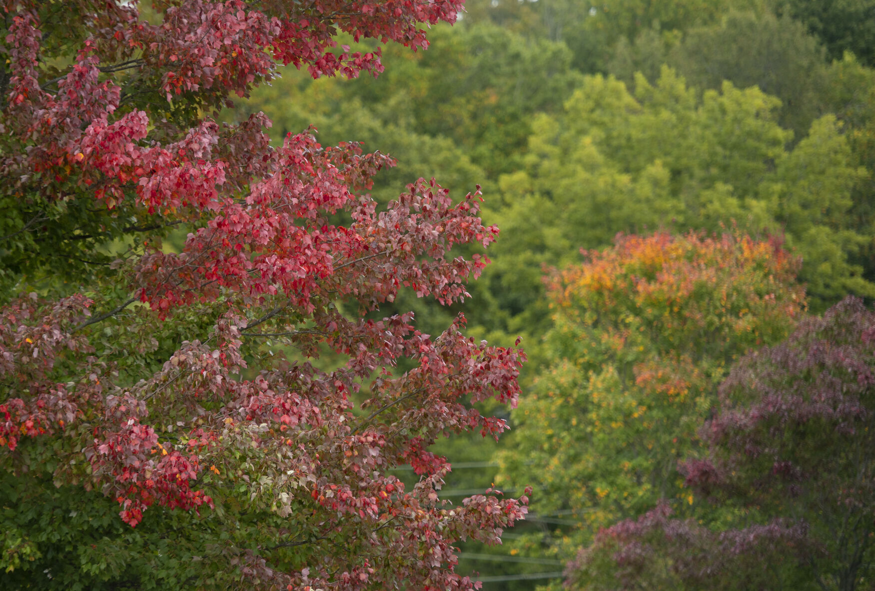 Fall Color Peak 01